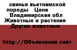 свинья вьетнамской породы › Цена ­ 9 000 - Владимирская обл. Животные и растения » Другие животные   
